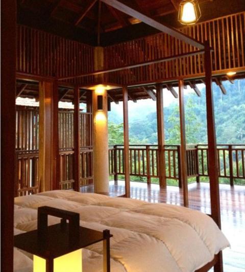 The Shorea
