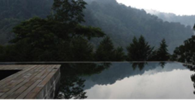 The Shorea